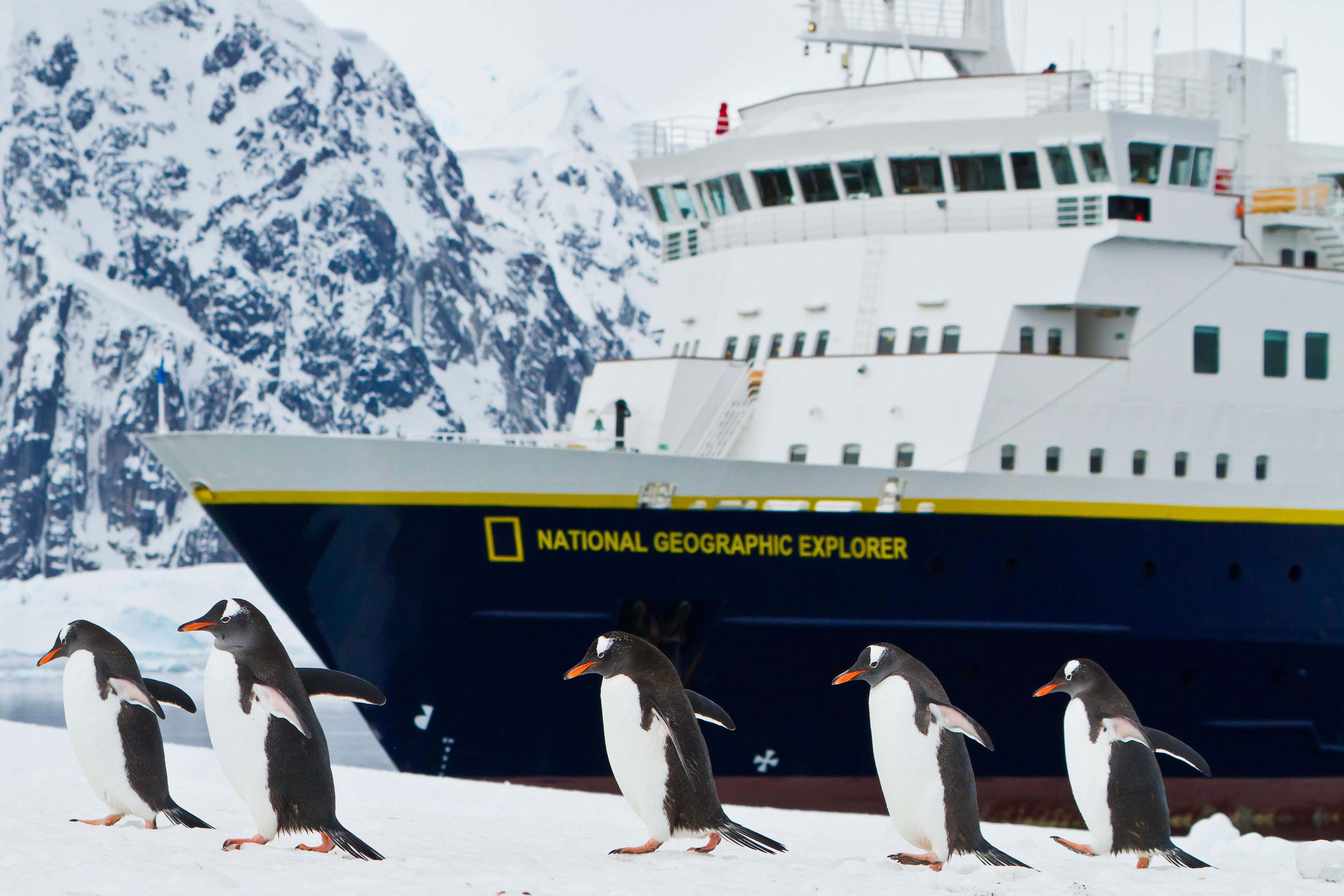 Gentoo penguins walking in front of a cruise ship.